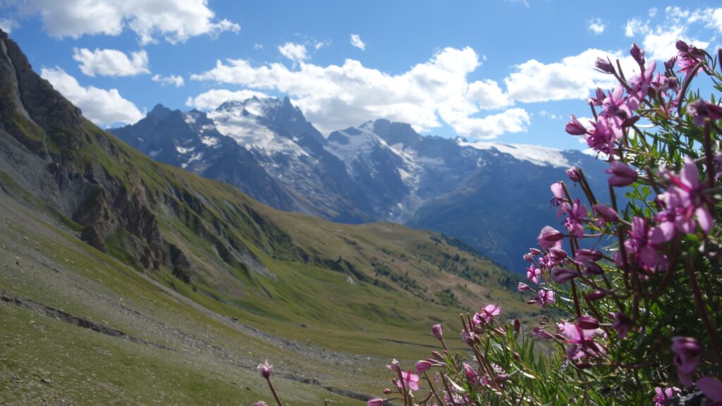 Fleurs devant une montagne depuis le lac du Goléon. 