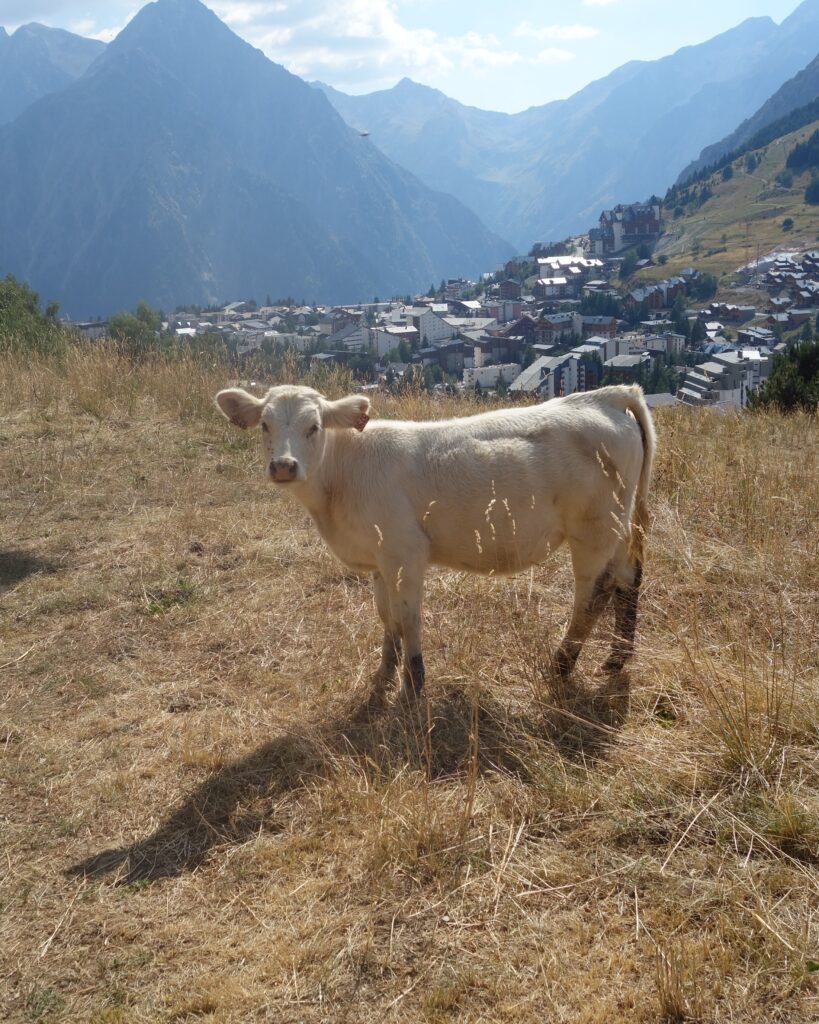 Vache