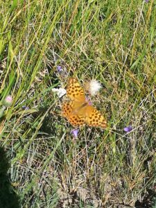 Papillon