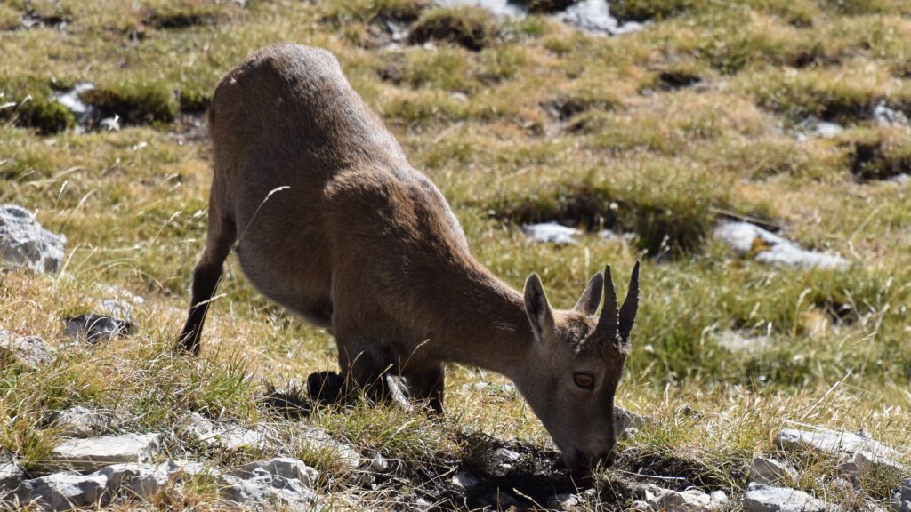 Bouquetin en arrivant au sommet du Grand Veymont