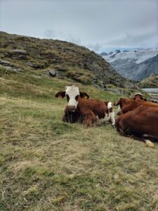 Vaches au bord du Lac Lérié