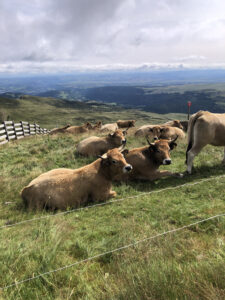 Vaches du Plomb du Cantal