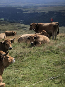 Vaches au Plomb du Cantal