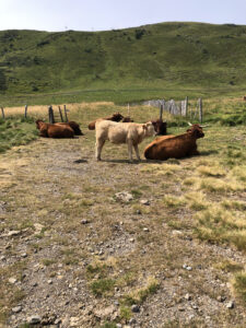 Vaches Plomb du Cantal, massif central