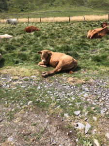 Vaches Plomb du Cantal, massif central