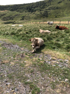 Vaches Plomb du Cantal, massif central