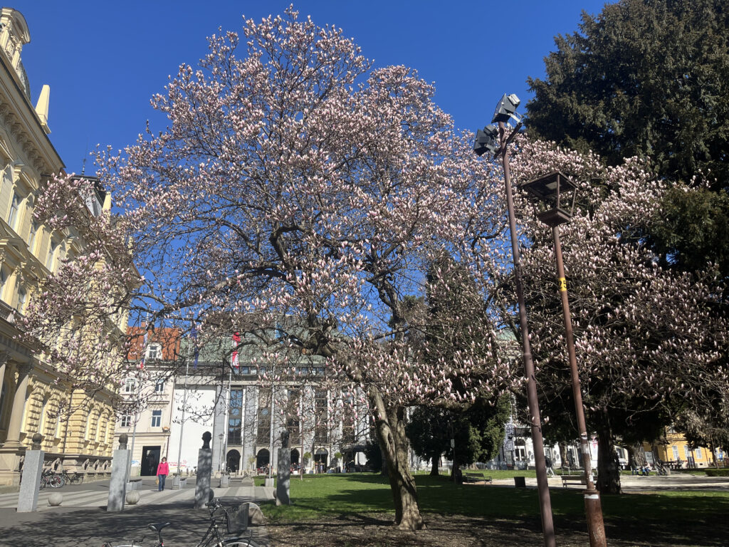Arbre en fleur devant l'université de Maribor