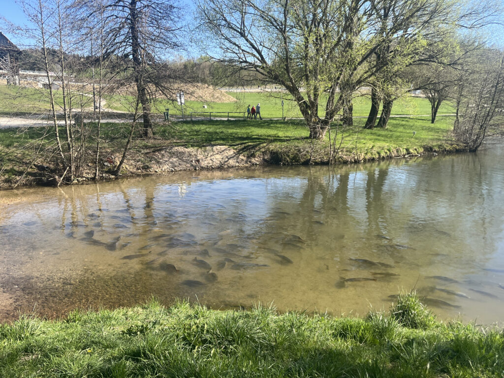 Poissons dans le lac de Velenje