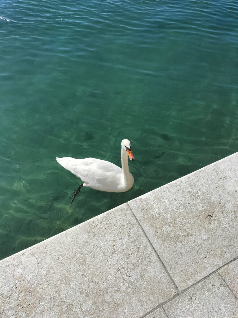 Cygne dans la mer, ville de Portoroz