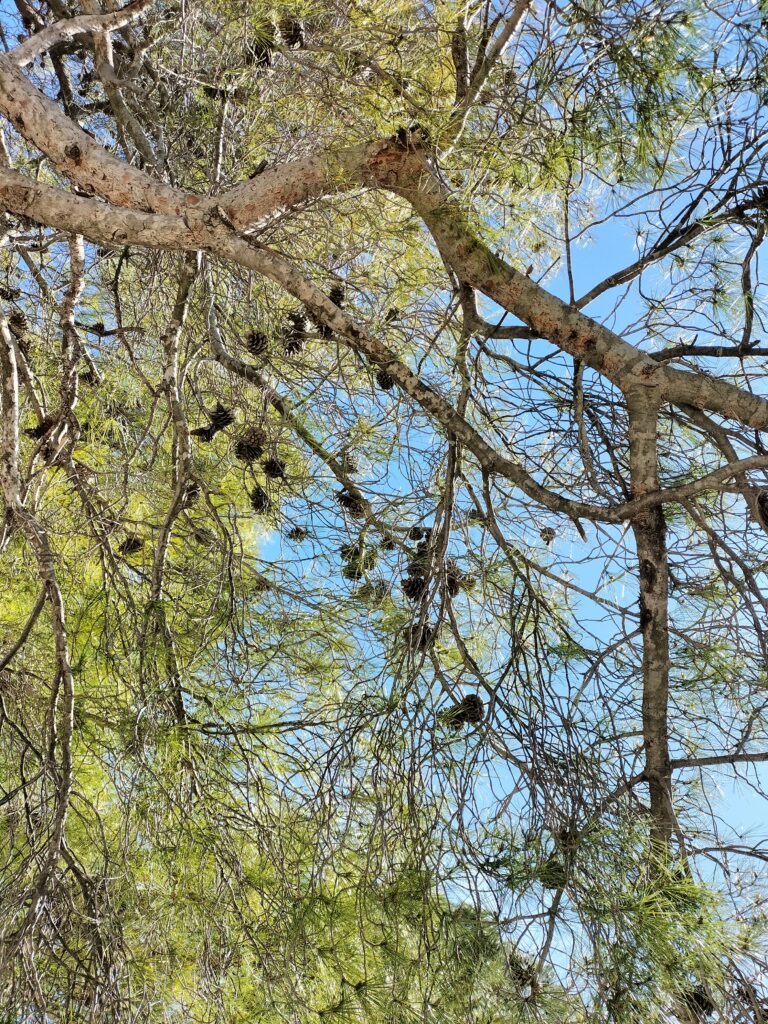 Vue sur un arbre, Portoroz
