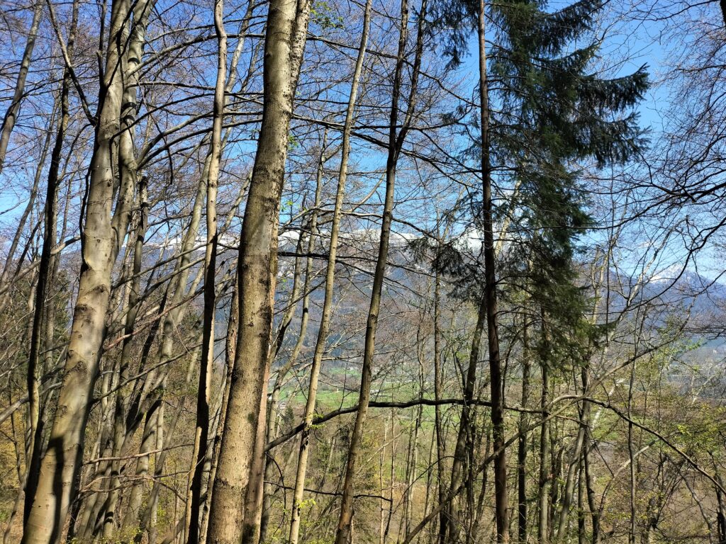 Gorges de Vintgar, Slovénie