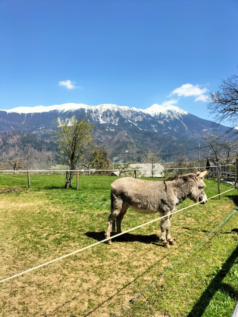 Gorges de Vintgar, Slovénie
