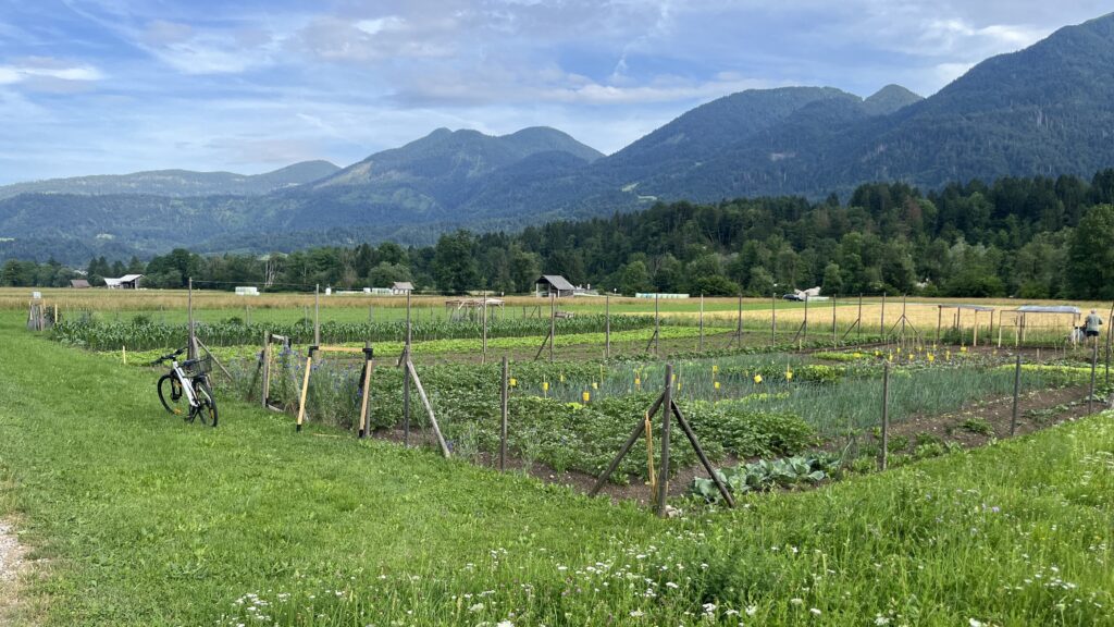 Champs et jardins ou bord du chemin menant au lac de Bohinj depuis le camp Danica, Slovénie