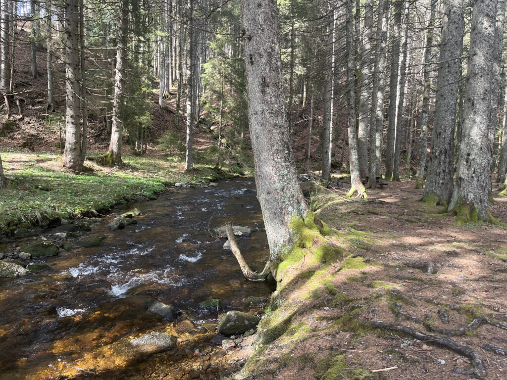 Chemin dans la forêt en allant vers la cascade Veliki Sumik