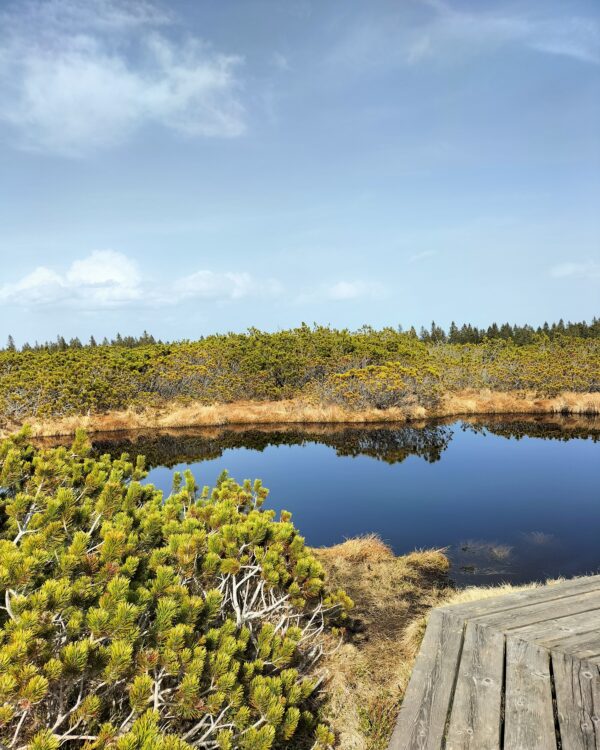 Rogla - Lovrenska jezera GPX - Rogla (Lovrenska jezera)