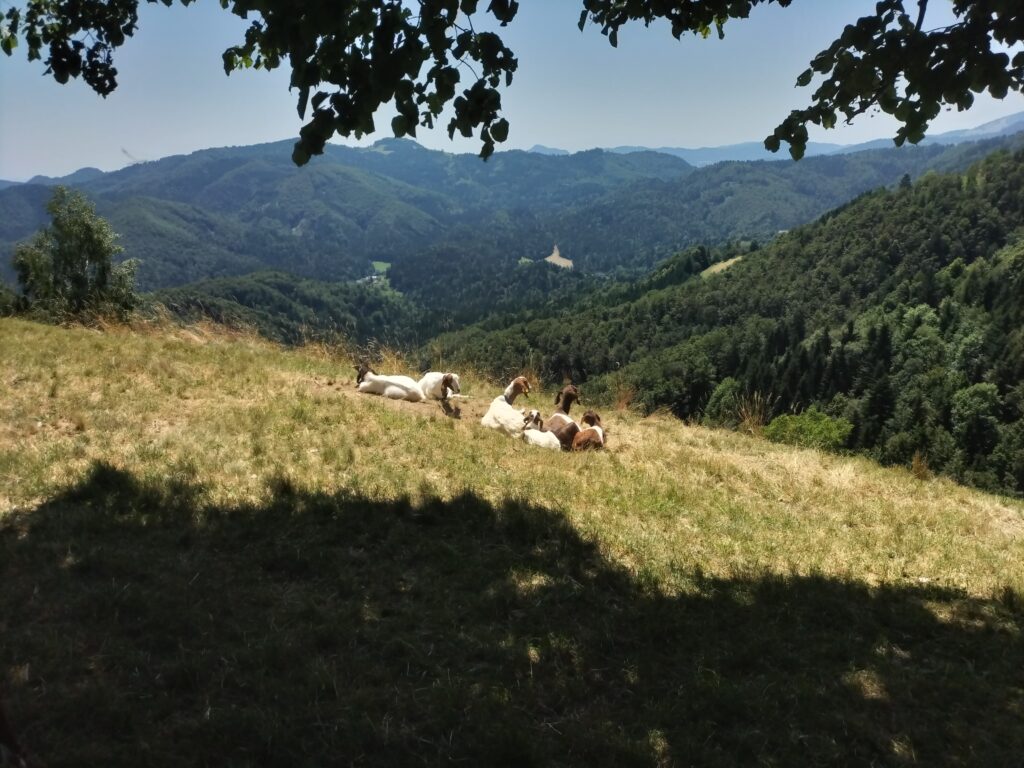 Chèvre dans un pré le long du chemin menant à Jamnik