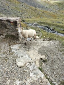 Mouton au refuge de la Pra