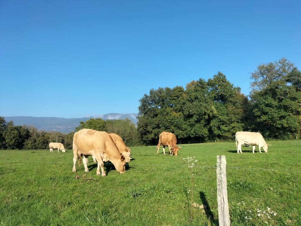 Etape de la Via Rhôna entre Groslée et l'Isle de la Serre