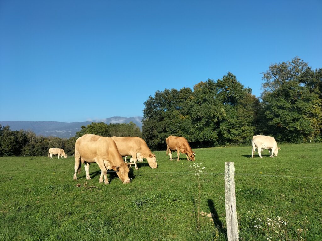 Etape de la Via Rhôna entre Groslée et l'Isle de la Serre