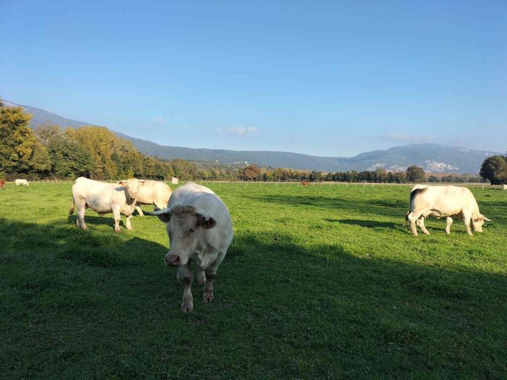 Etape de la Via Rhôna entre Groslée et l'Isle de la Serre