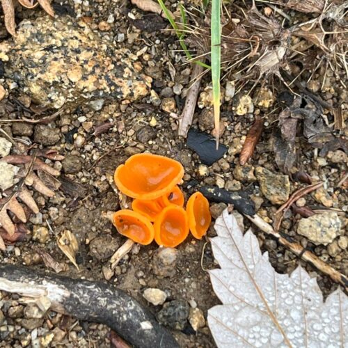 Crêt de Chaussitre & Tourbière de Gimel GPX - Crêt de Chaussitre et Tourbière de Gimel