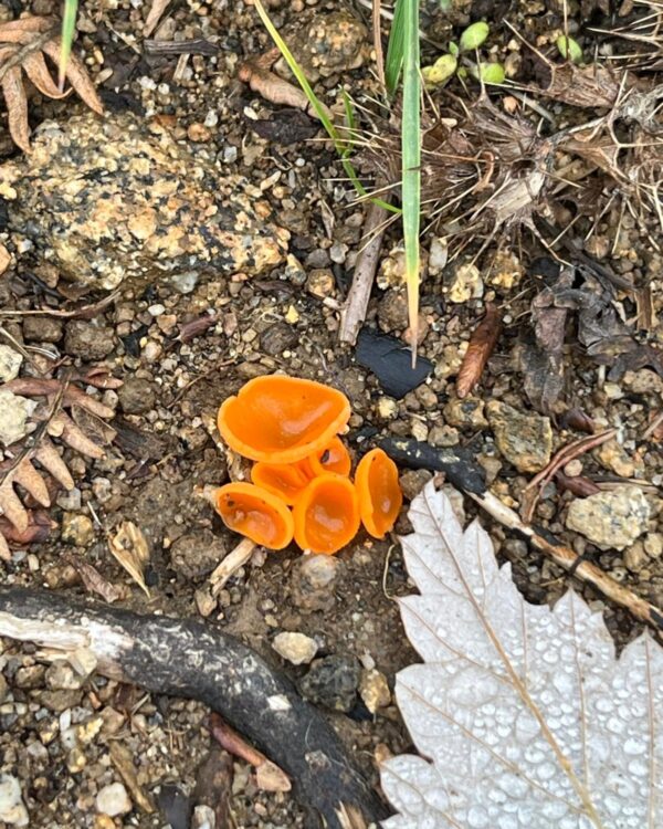 GPX - Crêt de Chaussitre et Tourbière de Gimel