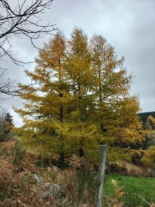 Arbre aux couleurs automnales en montant au crêt de Chaussitre