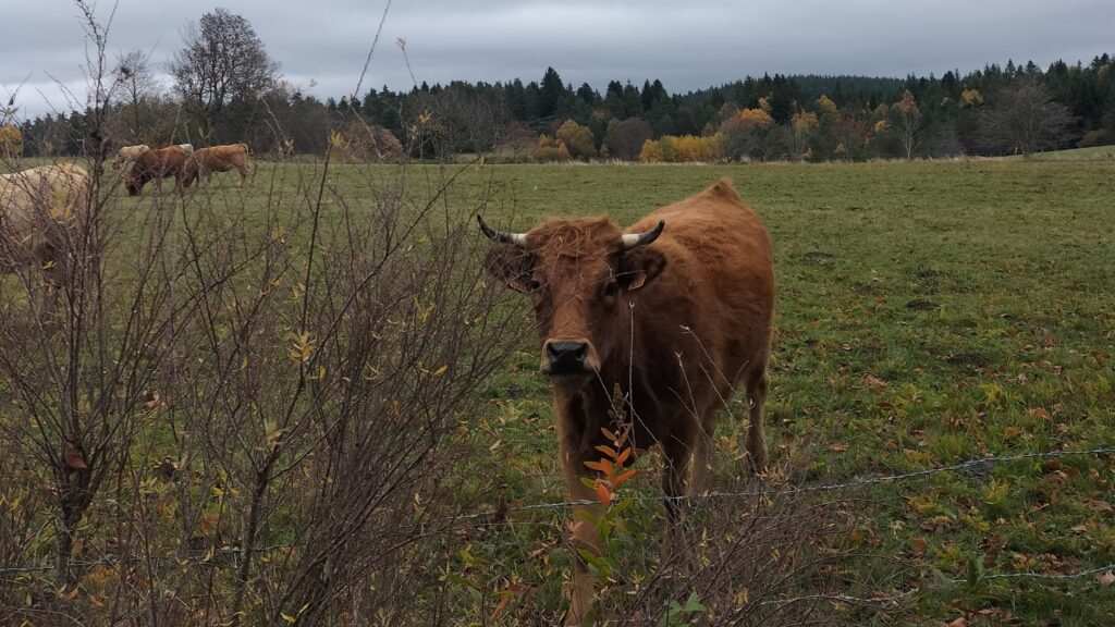 Vache rencontrée lors de la randonnée du crêt de Chaussitre et de la Tourbière de Gimel