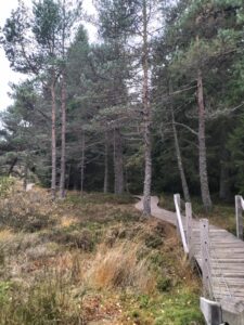 Tourbière de Gimel et ses chemins en bois