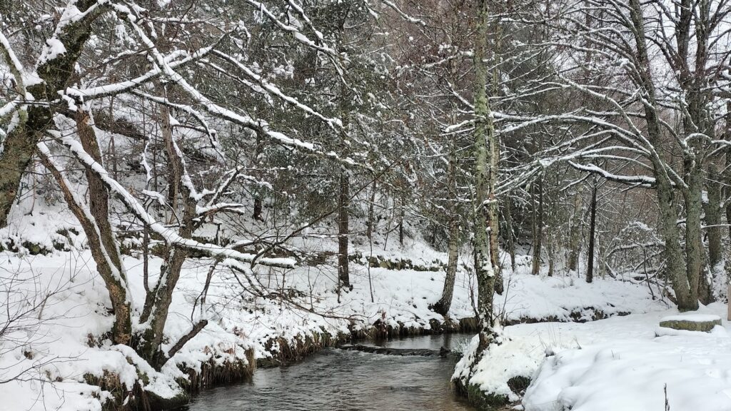 Rivière et arbres enneigés sur le tour du barrage du Sapt