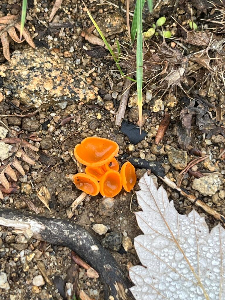 Champignons oranges