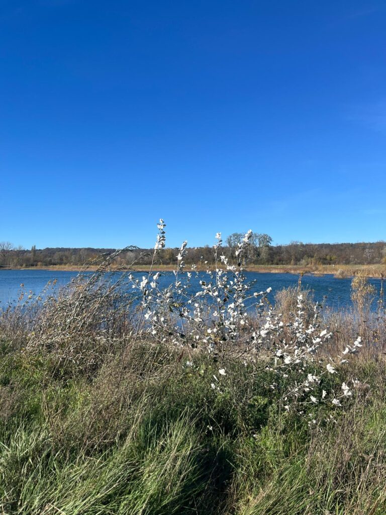 Vue sur le lac de Miribel