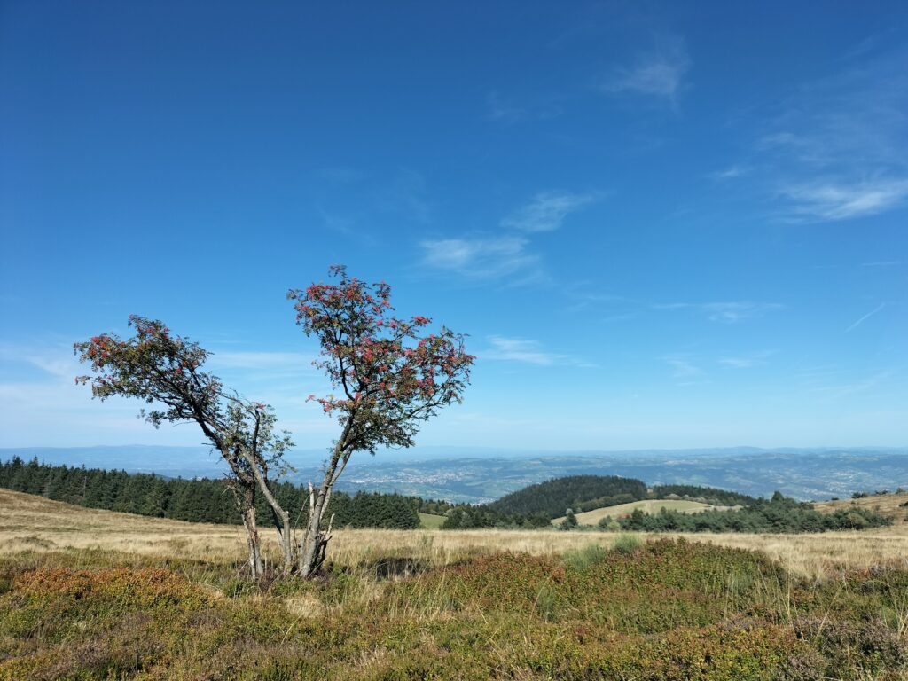 Arbre avec en fond la vallée du Rhône