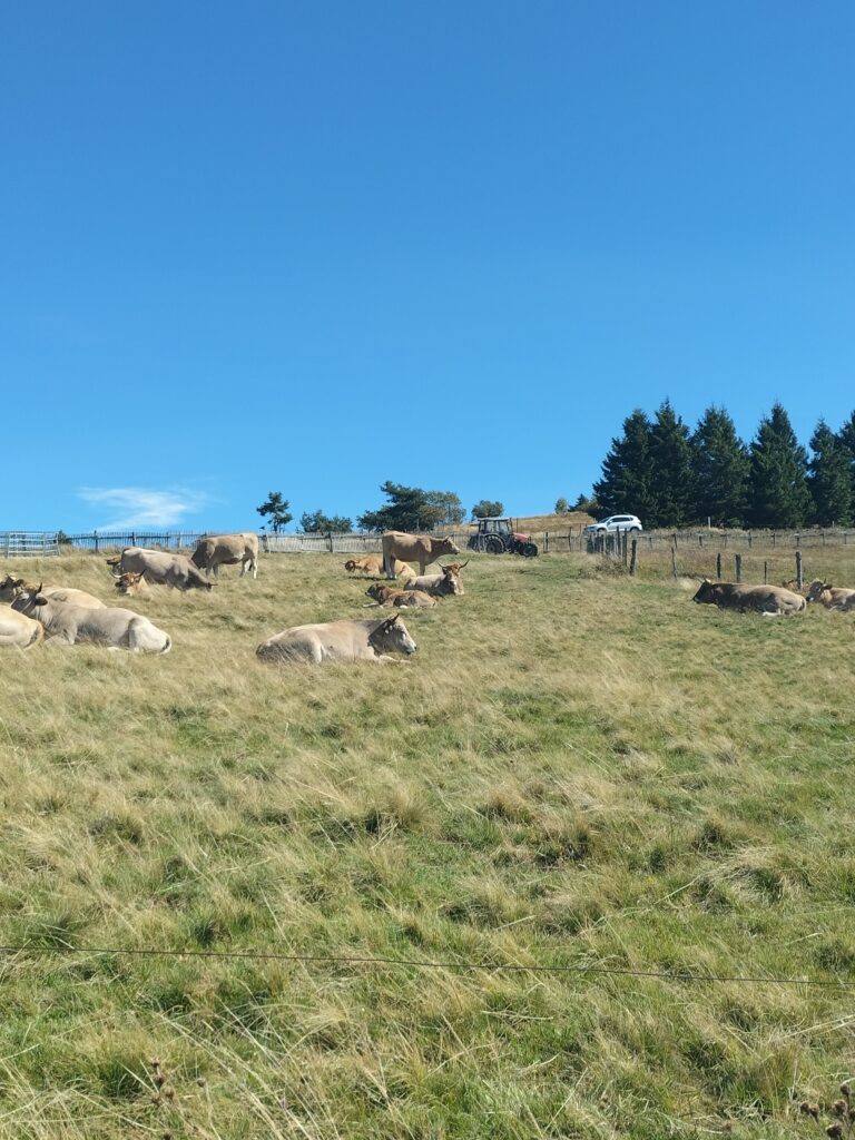 Vaches dans un pré près de la Jasserie