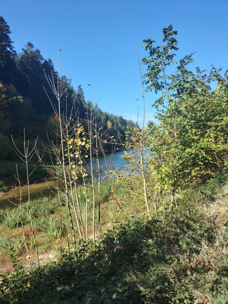 Herbes devant le barrage du Pas du Riot