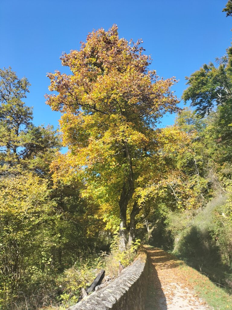 Arbre aux couleurs automnales