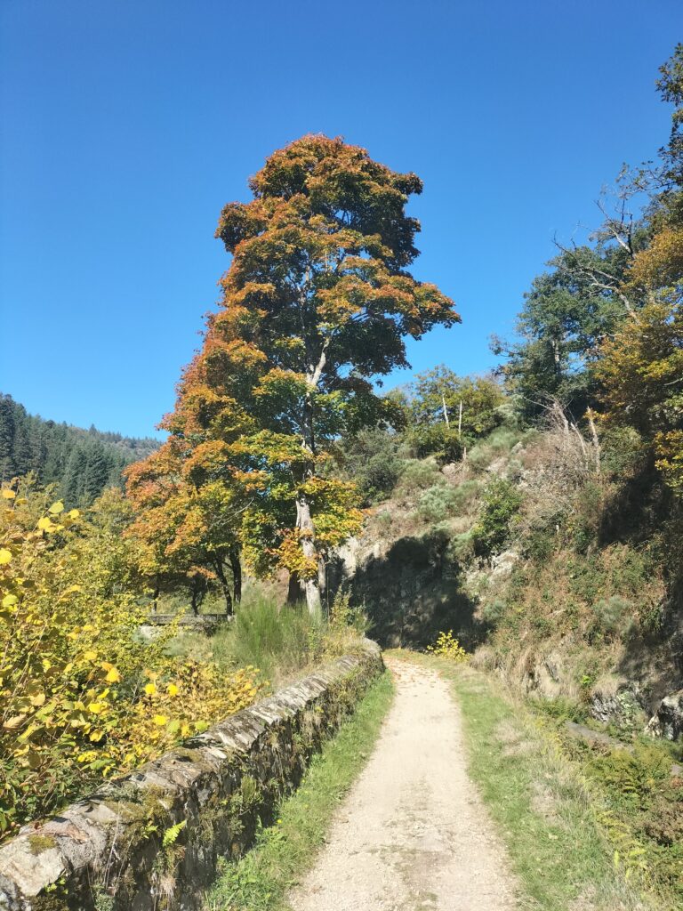 Arbres aux couleurs automnales