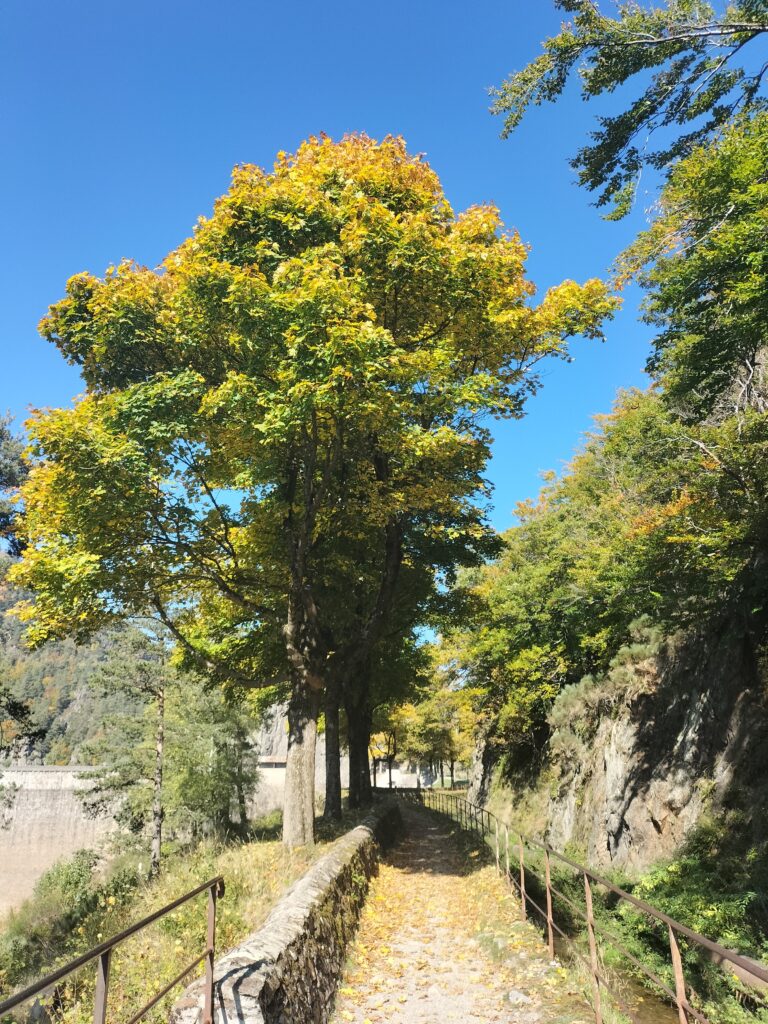Arbre aux couleurs automnales