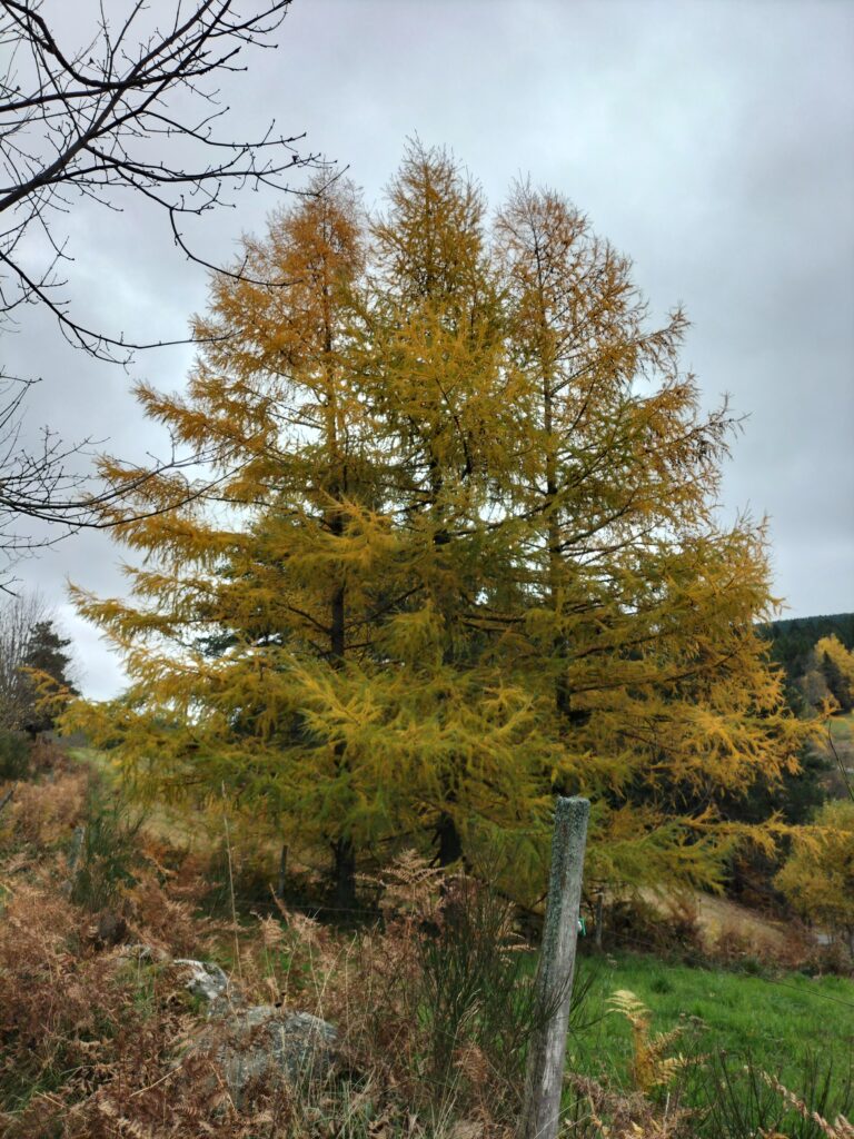 Arbre aux couleurs d'automne