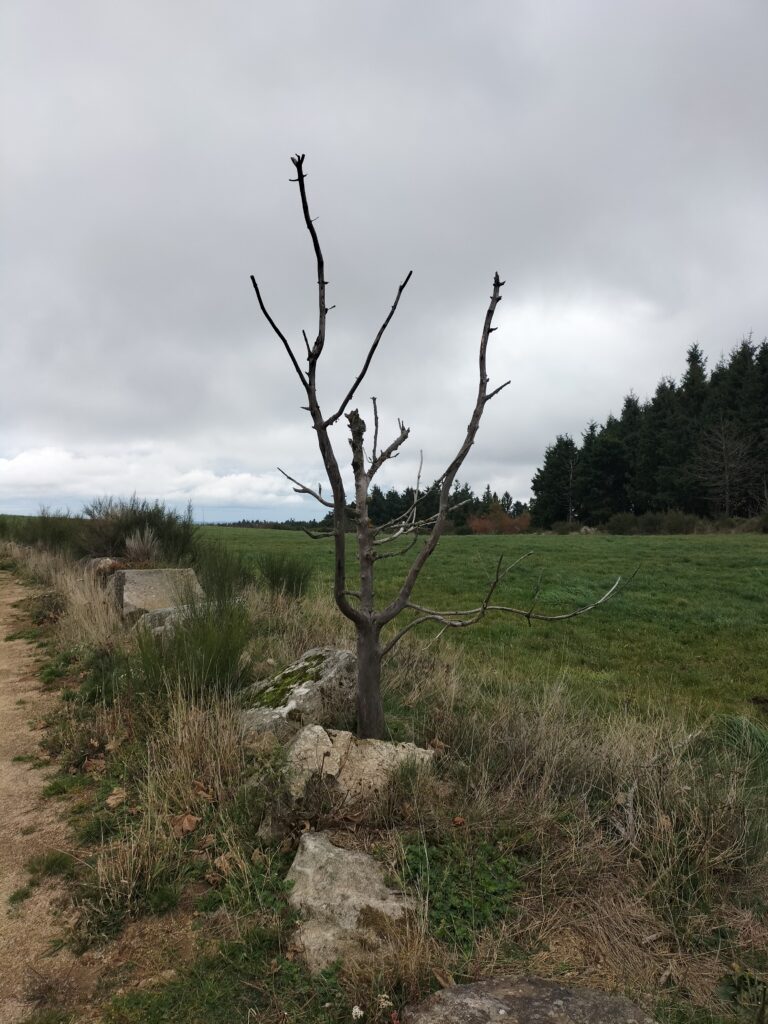 Petit arbre sans feuilles