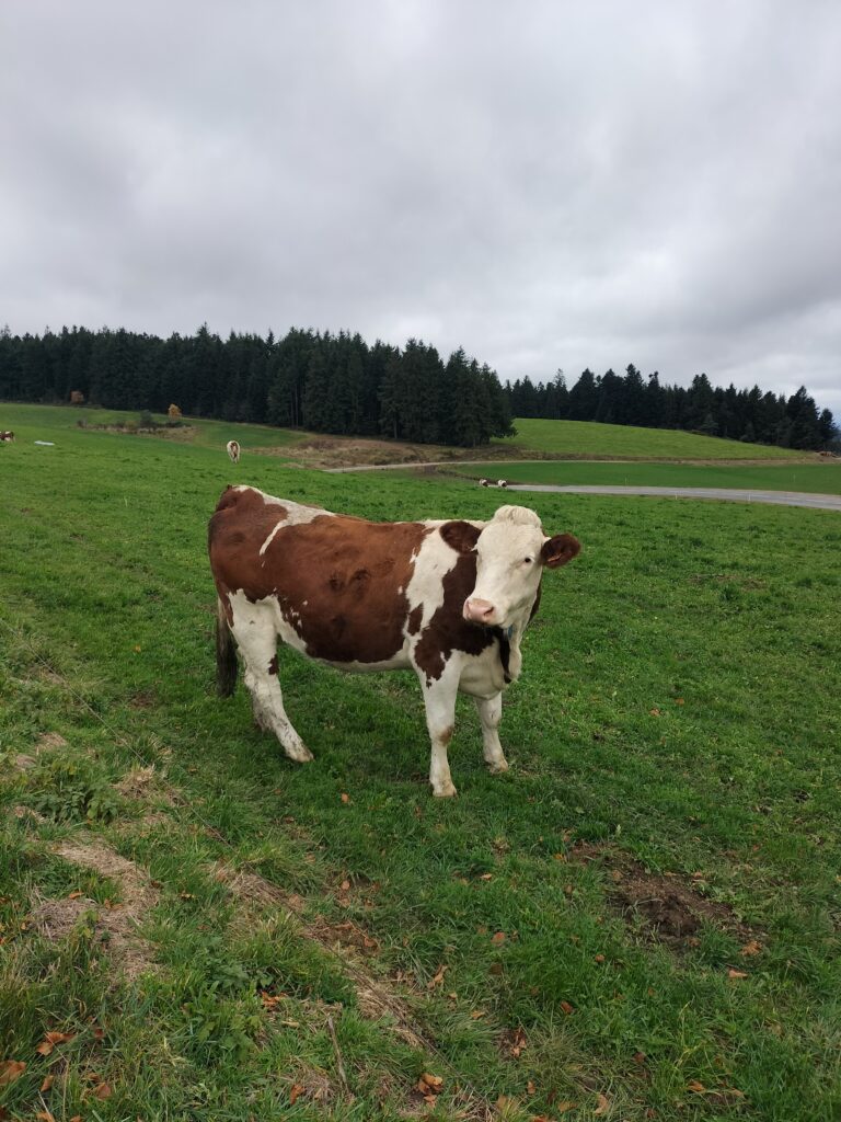 Vache