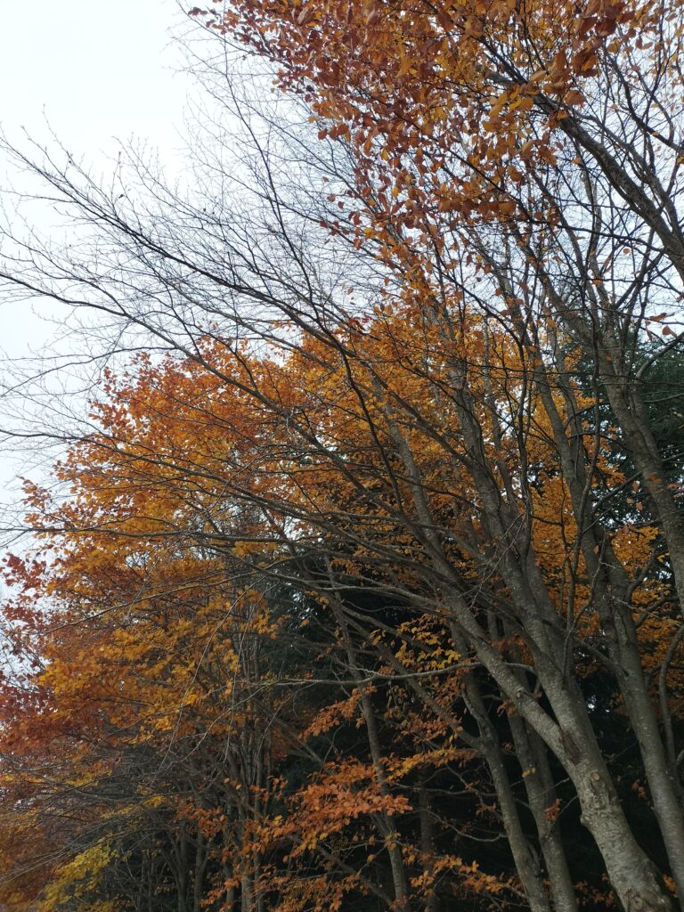 Arbre aux couleurs d'automne