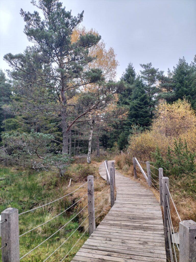 Chemin en bois traversant la tourbière de Gimel