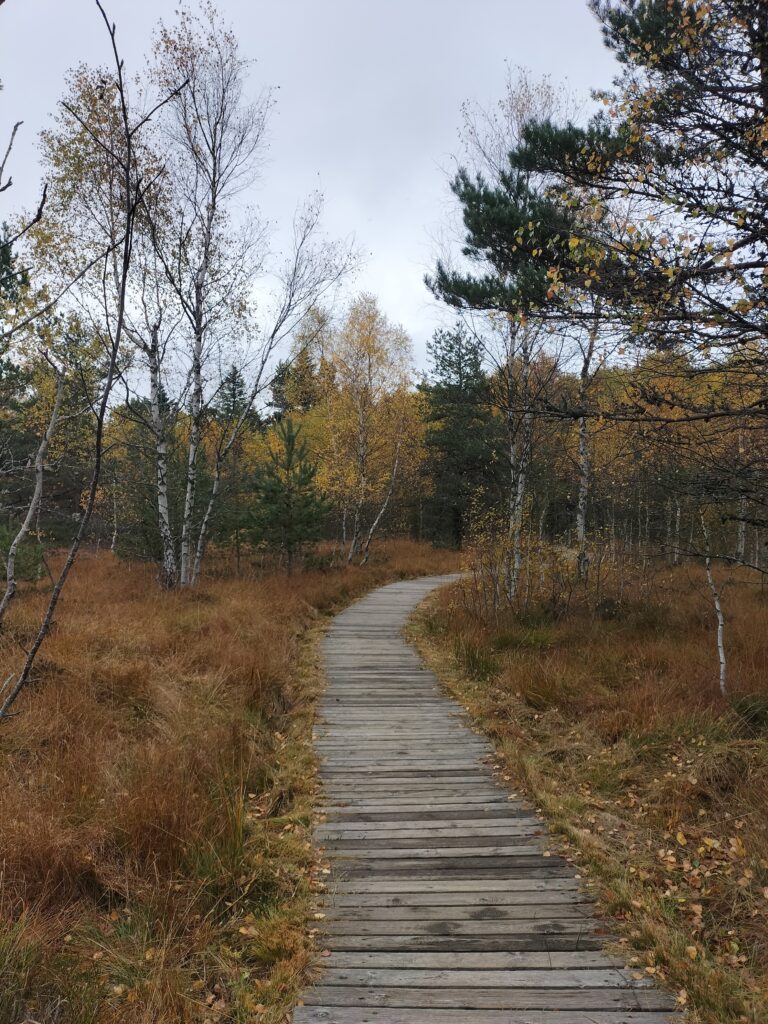 Chemin en bois traversant la tourbière de Gimel