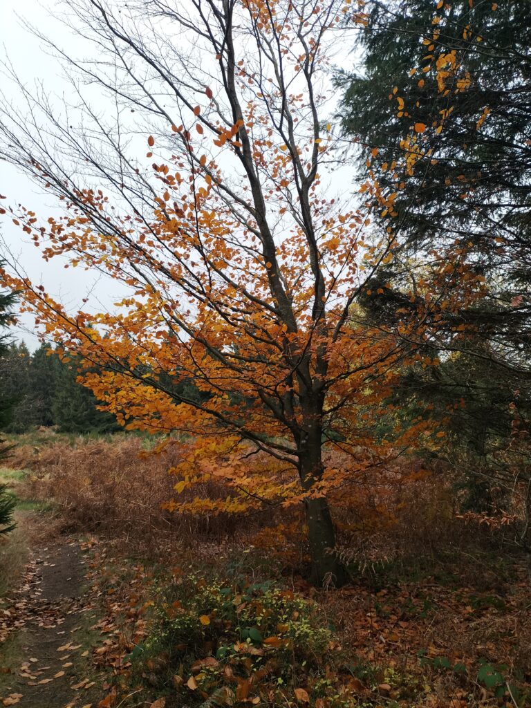 Arbre aux couleurs d'automne