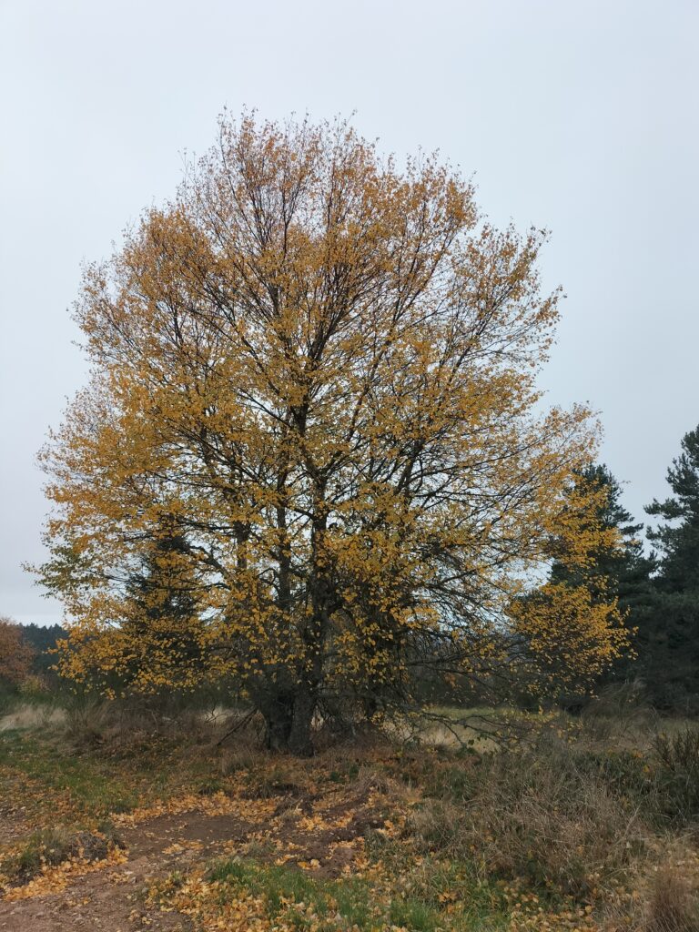 Arbre aux couleurs d'automne