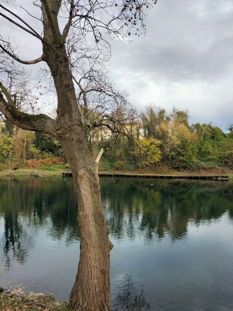 Arbre au bord d'un étang calme.