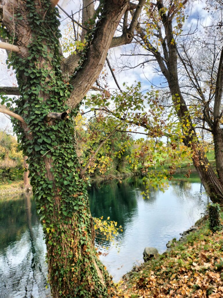Arbre verdoyant près d'une rivière.