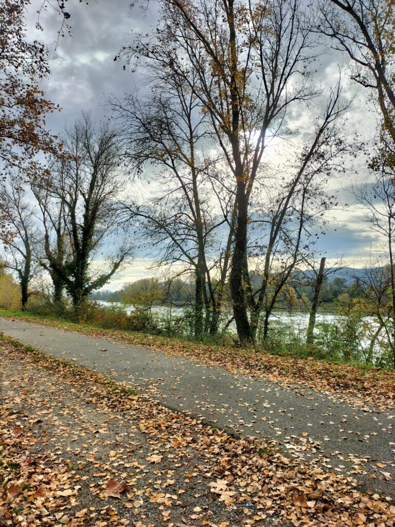 Sentier bordé d'arbres et feuilles