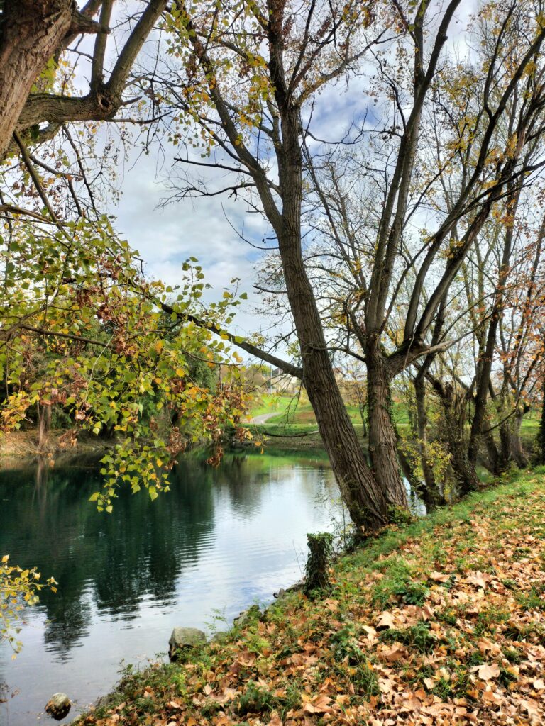 Rivière tranquille entourée d'arbres.